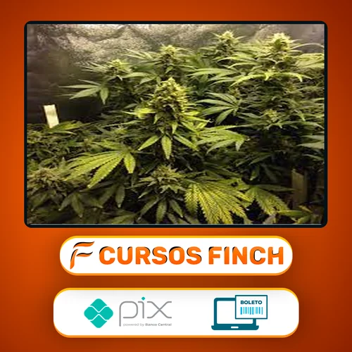 Cultivo Indoor de Plantas Medicinais - Jean Silva